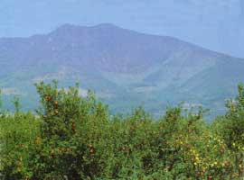 高社山を望む果樹園